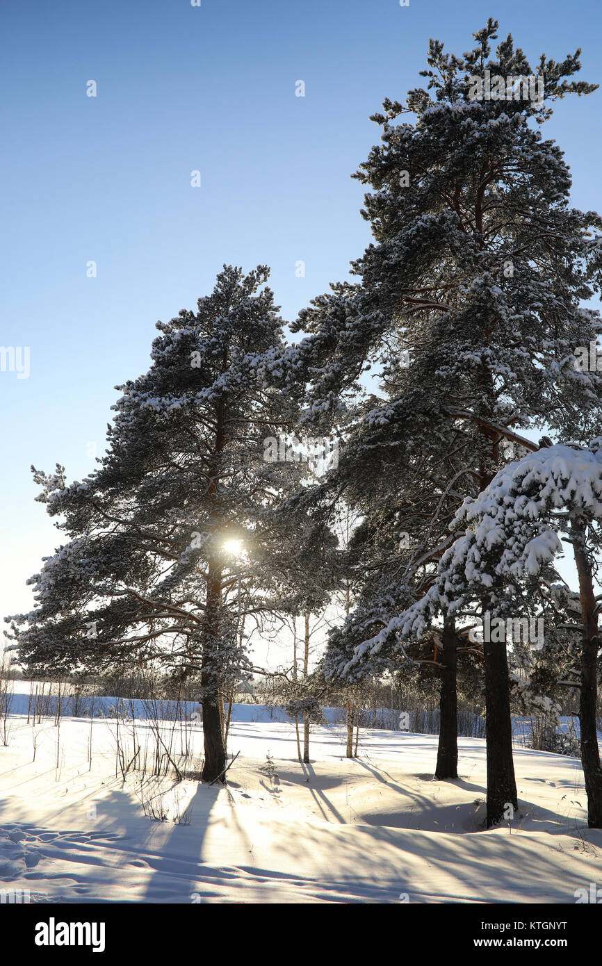 pine forest after a heavy snow storm on a sunny winter day Stock Photo ...