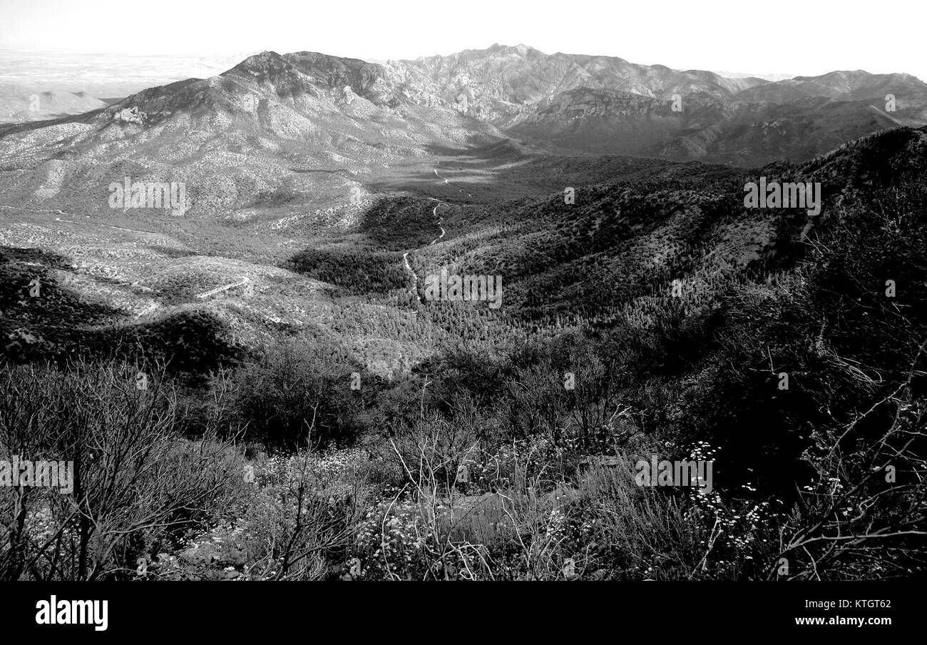 AZ CHIRICAHUA MTS area, near barfoot junction, september flowers after
