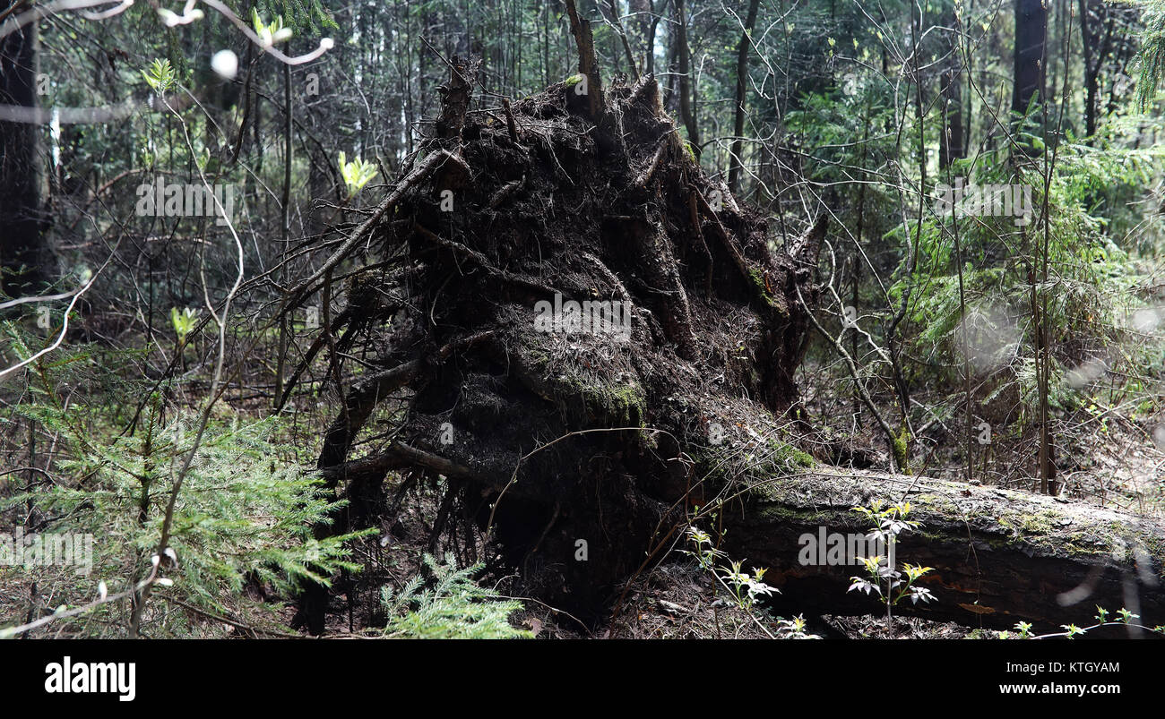 Forest Inaccessible Pine forest. Depths of a forest. Journey forest paths. Trees without ...