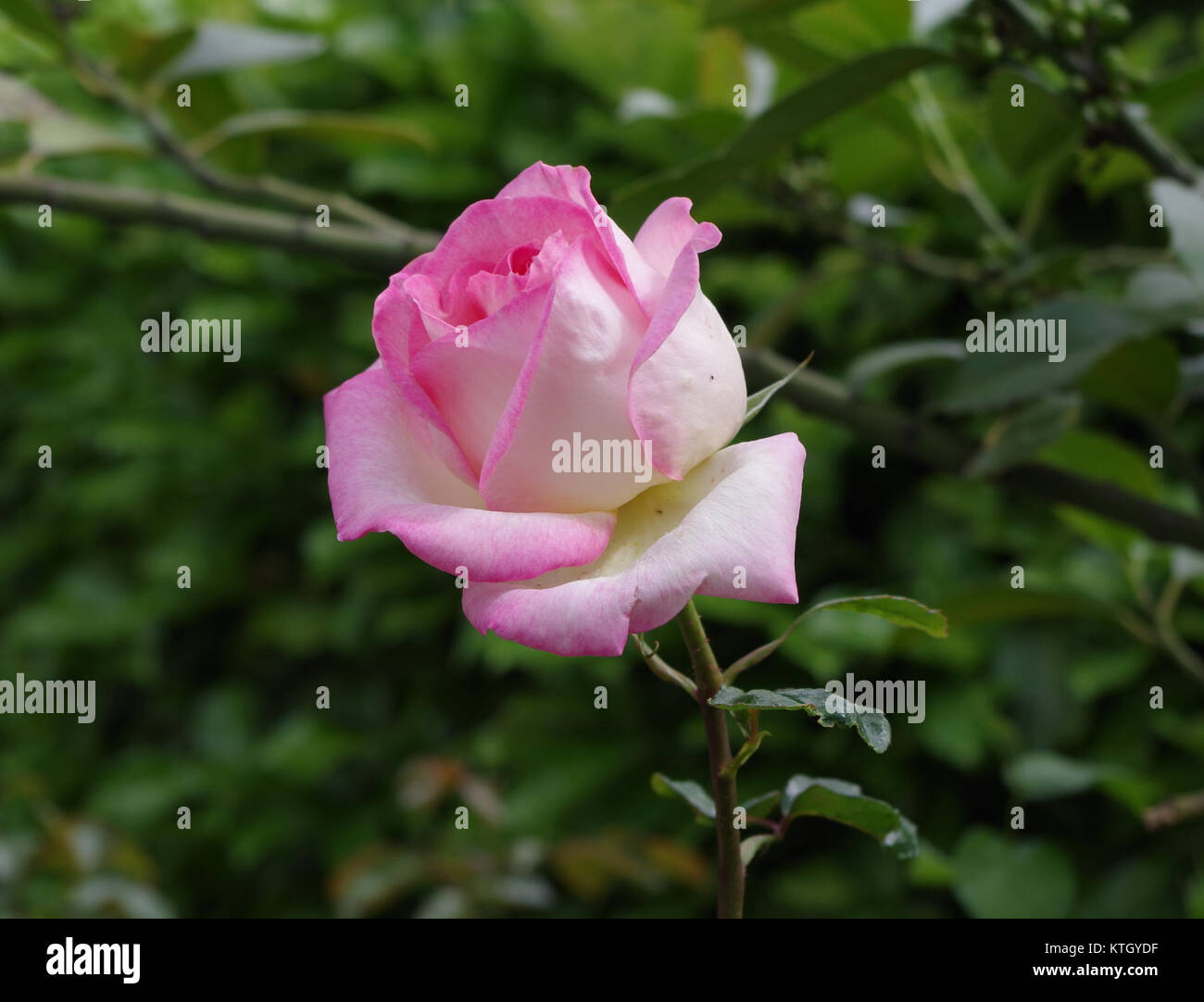 Au bord du chemin rose, a French phrase meaning 'At the edge of the pink path,' suggests a scenic, serene location often associated with nature and beauty. Stock Photo