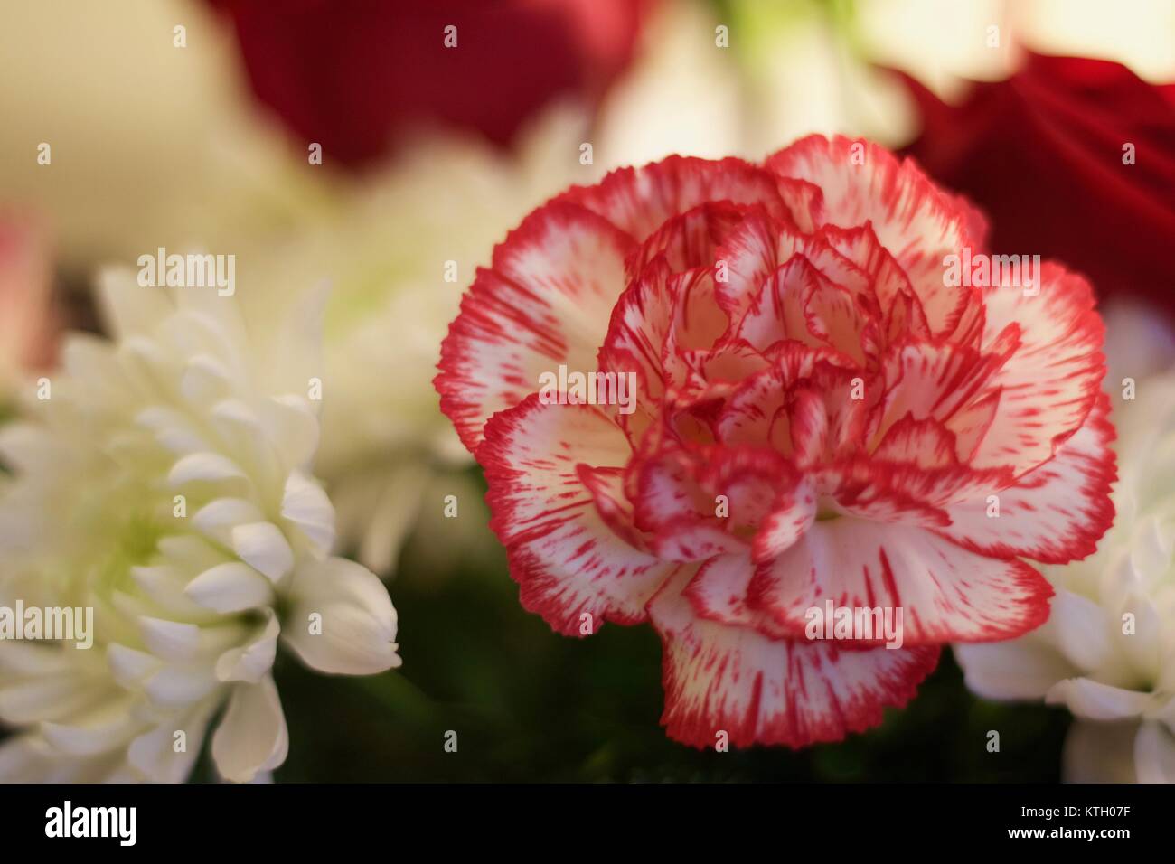 Interior shallow depth of field stock photo of red carnation flower in the foreground and white carnation flowers in the background Stock Photo