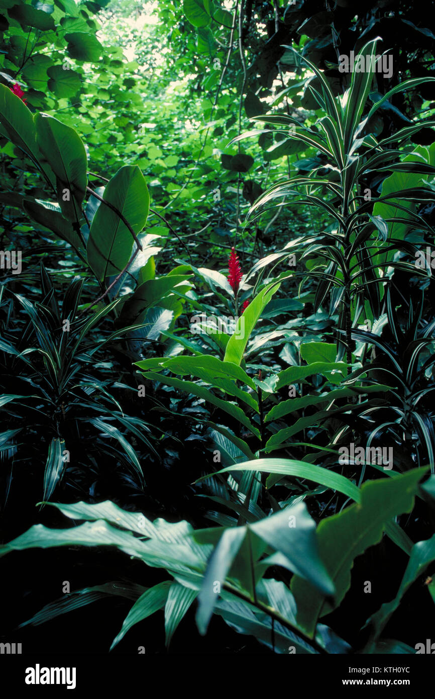 Hawaiian rainforest hi-res stock photography and images - Alamy
