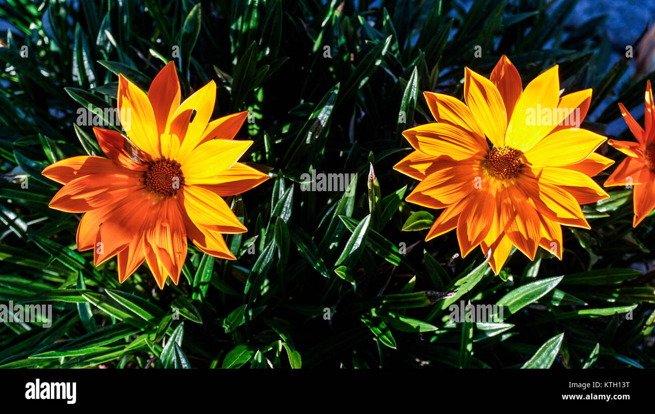 Two orange Zinnia flowers closeup. Stock Photo