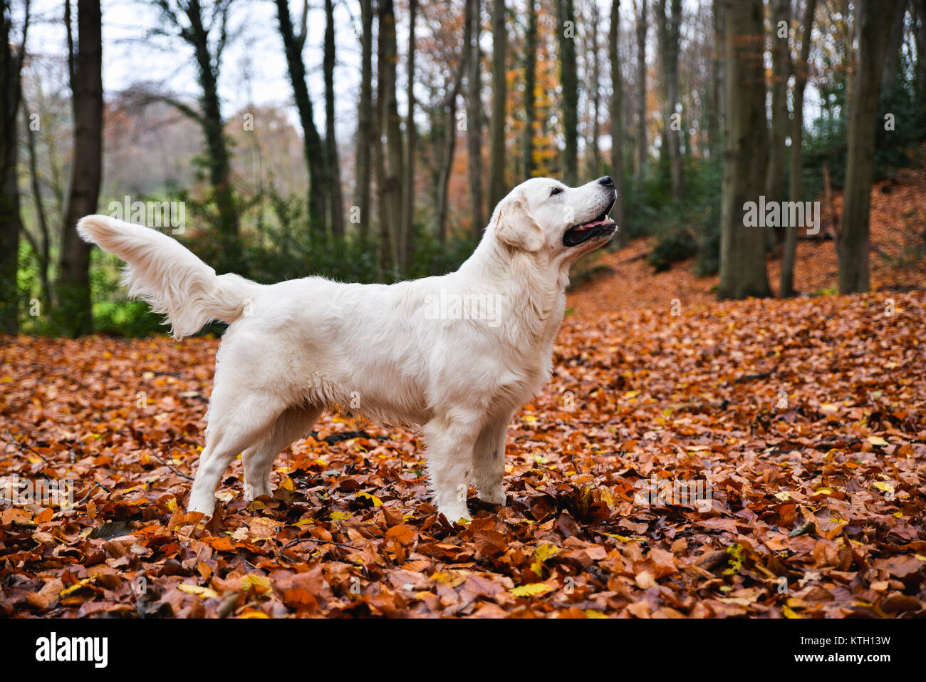 A dog playing outdoors in a forest in fall season Stock Photo Alamy