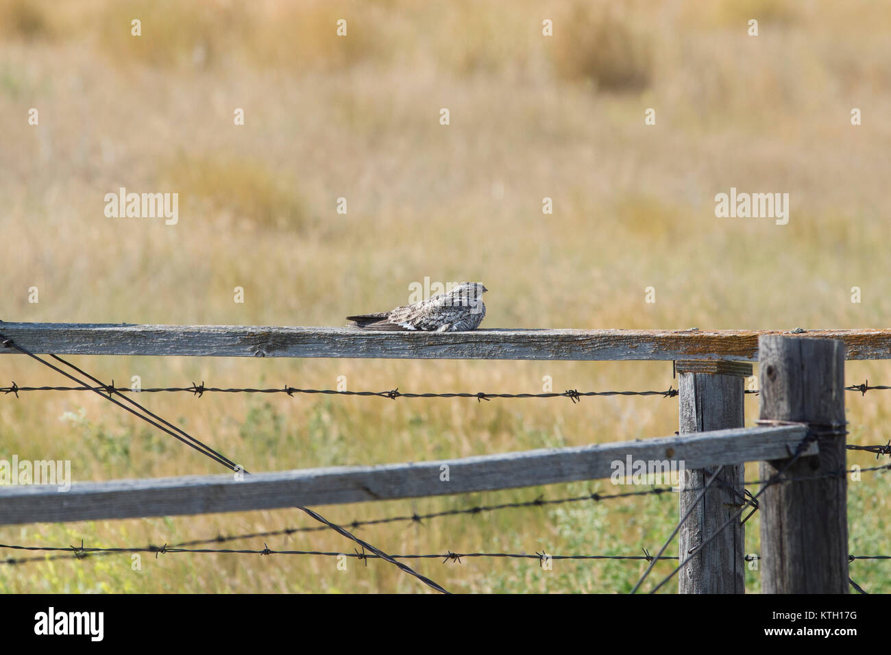 Common Nighthawk (Chordeiles minor) sleeping on fence in Grasslands National Park, Saskatchewan, Canada. Stock Photo