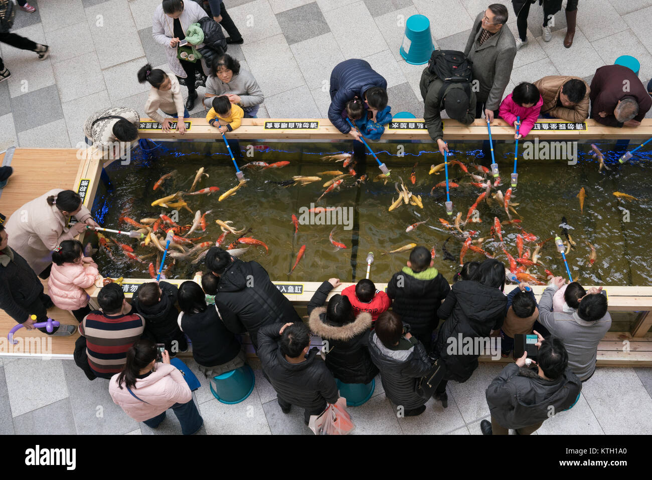 Wuhan Hubei China, 24 December 2017: People feeding Koi amur carp in a pond with fish food inside a shopping mall in Wuhan China Stock Photo