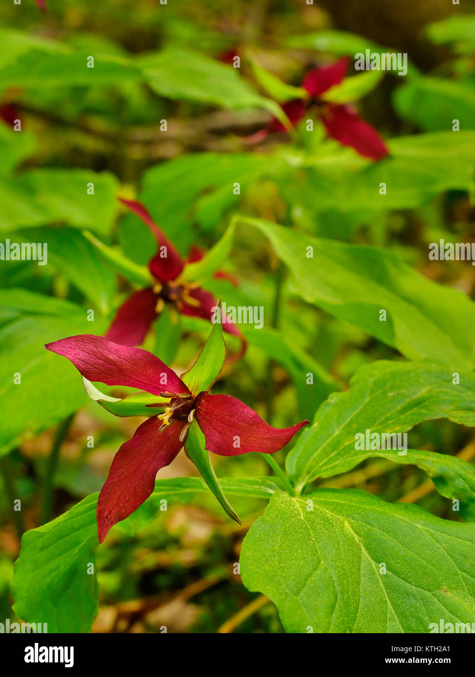 Red Trillium, Filmore Glen State Park, Finger Lakes, Moravia, New York, USA Stock Photo