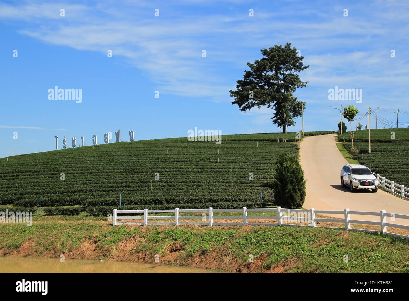 CHIANG RAI, THAILAND - November 22, 2016: Choui Fong Tea plantation is in Chiang Rai, Thailand. It's one of most popular destination for tourism trip  Stock Photo