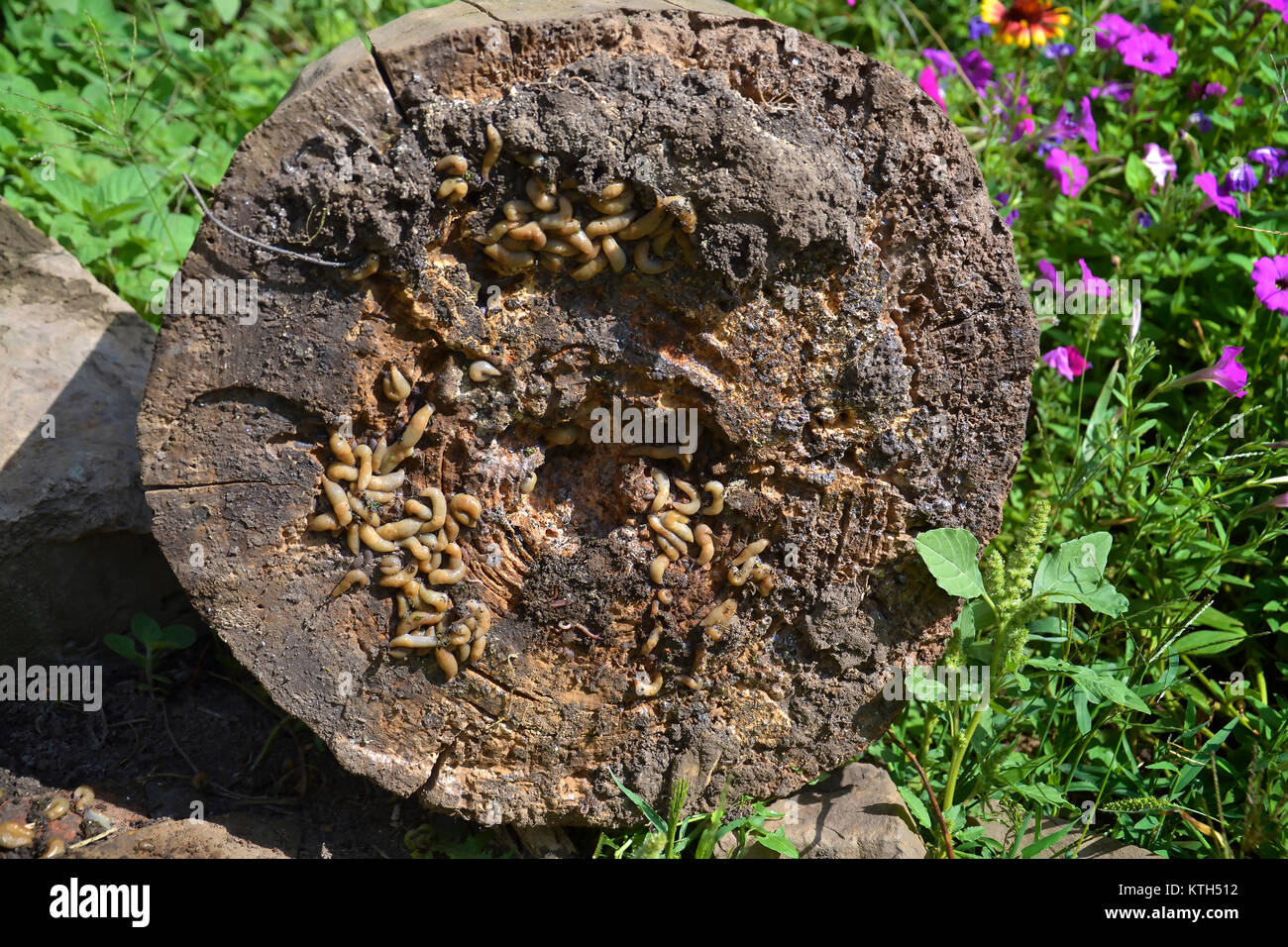 Group of slugs eating in the garden under a tree stump. invasion in