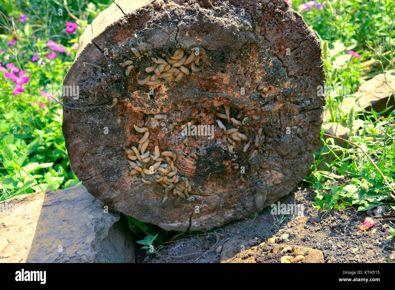 Group of slugs eating in the garden under a tree stump. invasion in