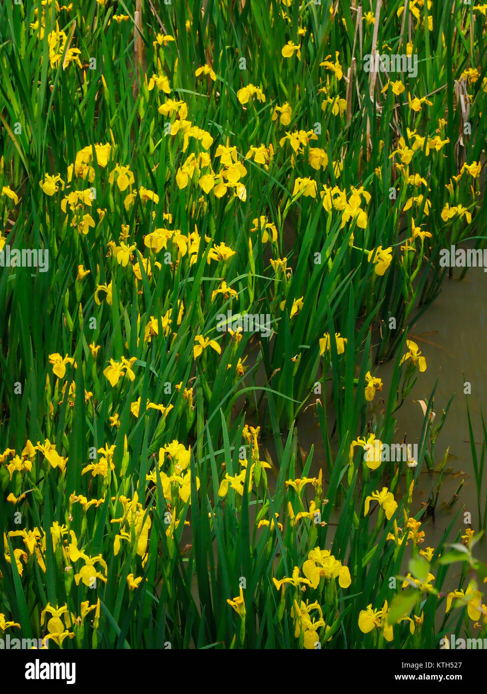 Iris, Stumpy Basin, Ohio and Erie Canal Towpath, Cuyahoga Valley