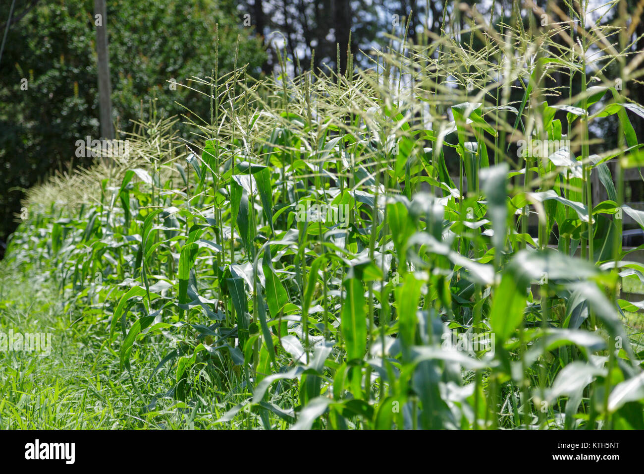 Young corn stalks hi-res stock photography and images - Alamy