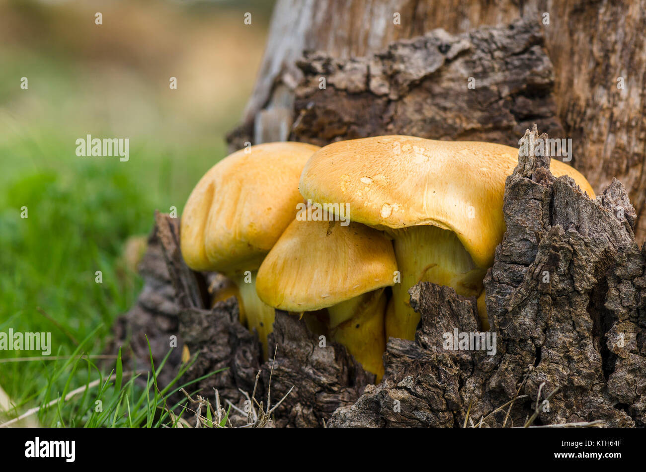 Gymnopilus suberis (Maire) Singer on Cork oak, Alcornocales, Andalusia, Spain. Stock Photo