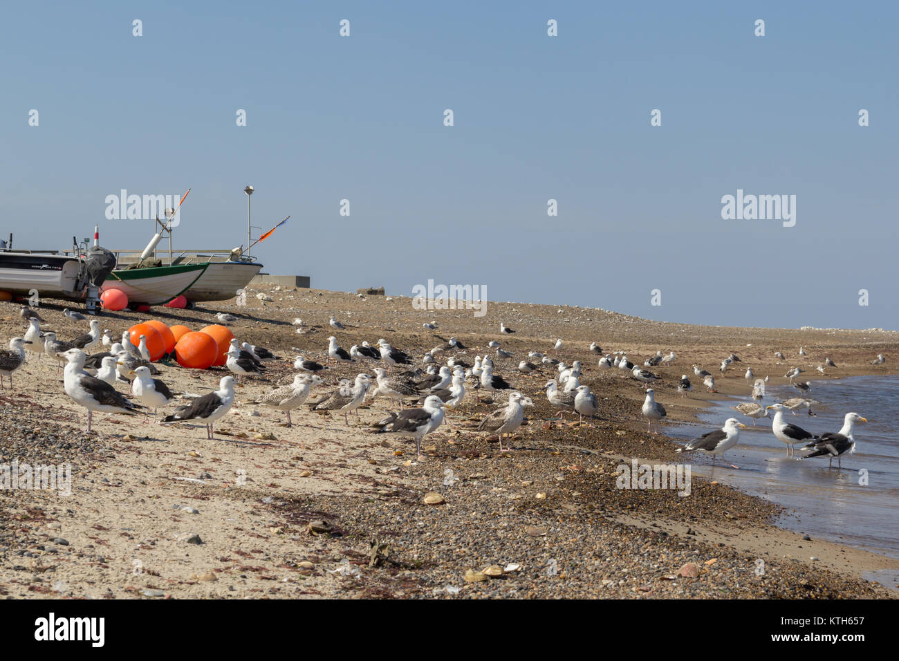 European herring gulls and great black-backed gulls, Klitmoeller Beach, Denmark Stock Photo