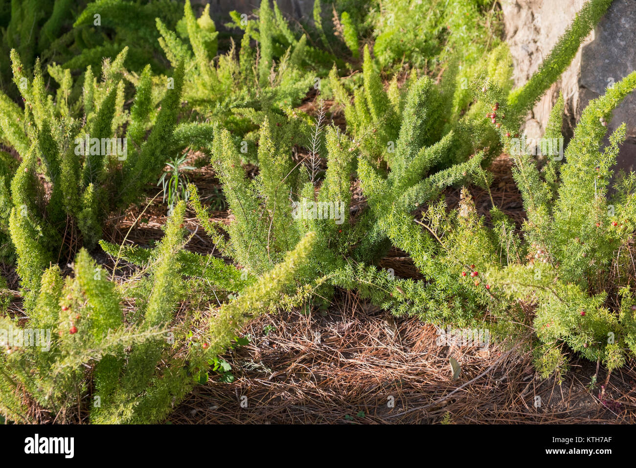 Asparagus meyeri hires stock photography and images Alamy