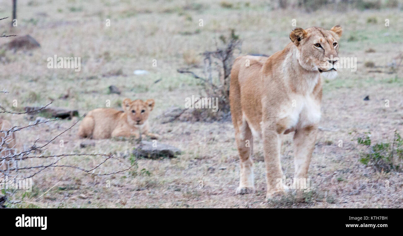 Lioness (Panthera leo) protect her cub in Maasai Mara National Park ...