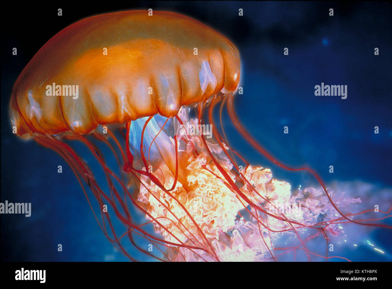 Sea Nettle jellyfish, Chrysaora fuscescens Stock Photo