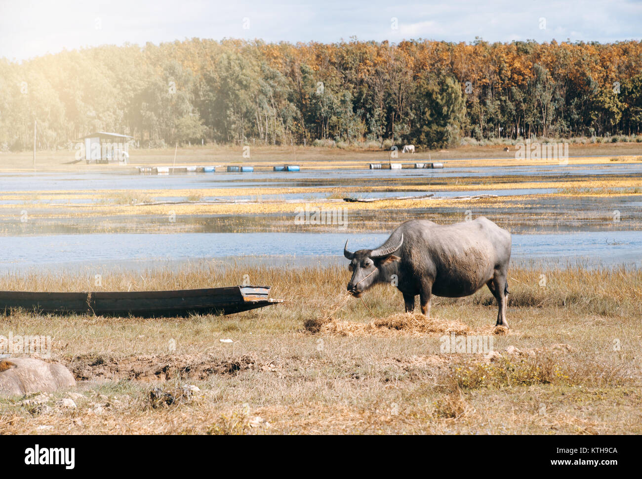 Buffalo family resting in swamp mud near the lake Stock Photo - Alamy