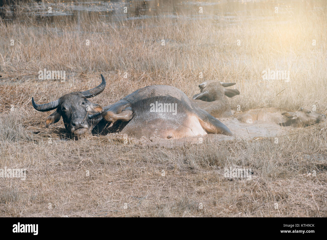 Buffalo family resting in swamp mud near the lake Stock Photo - Alamy