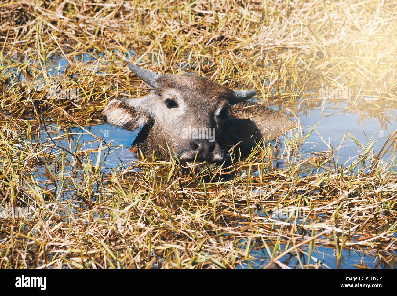 Buffalo family resting in swamp mud near the lake Stock Photo - Alamy