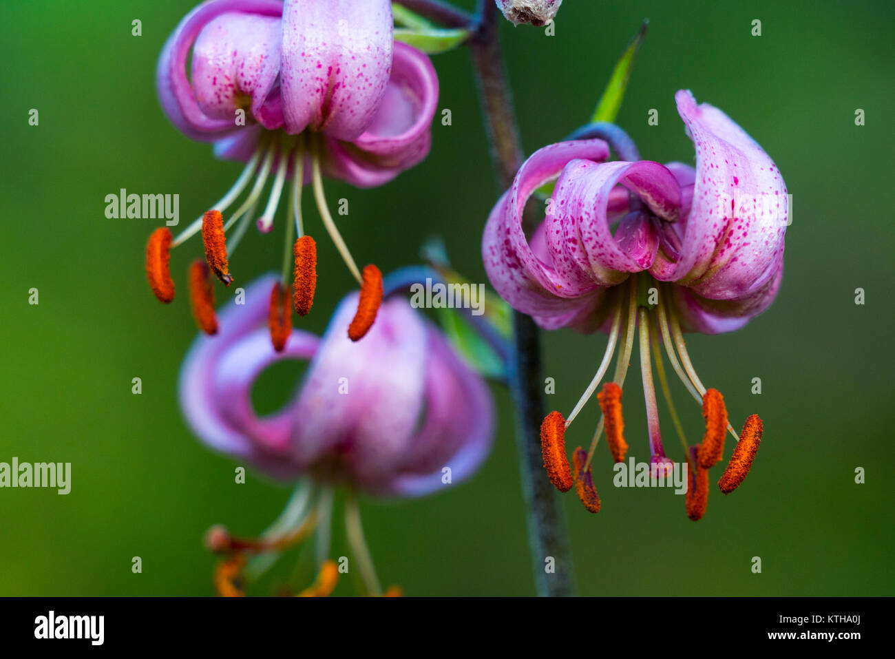 Azucena hi-res stock photography and images - Page 4 - Alamy