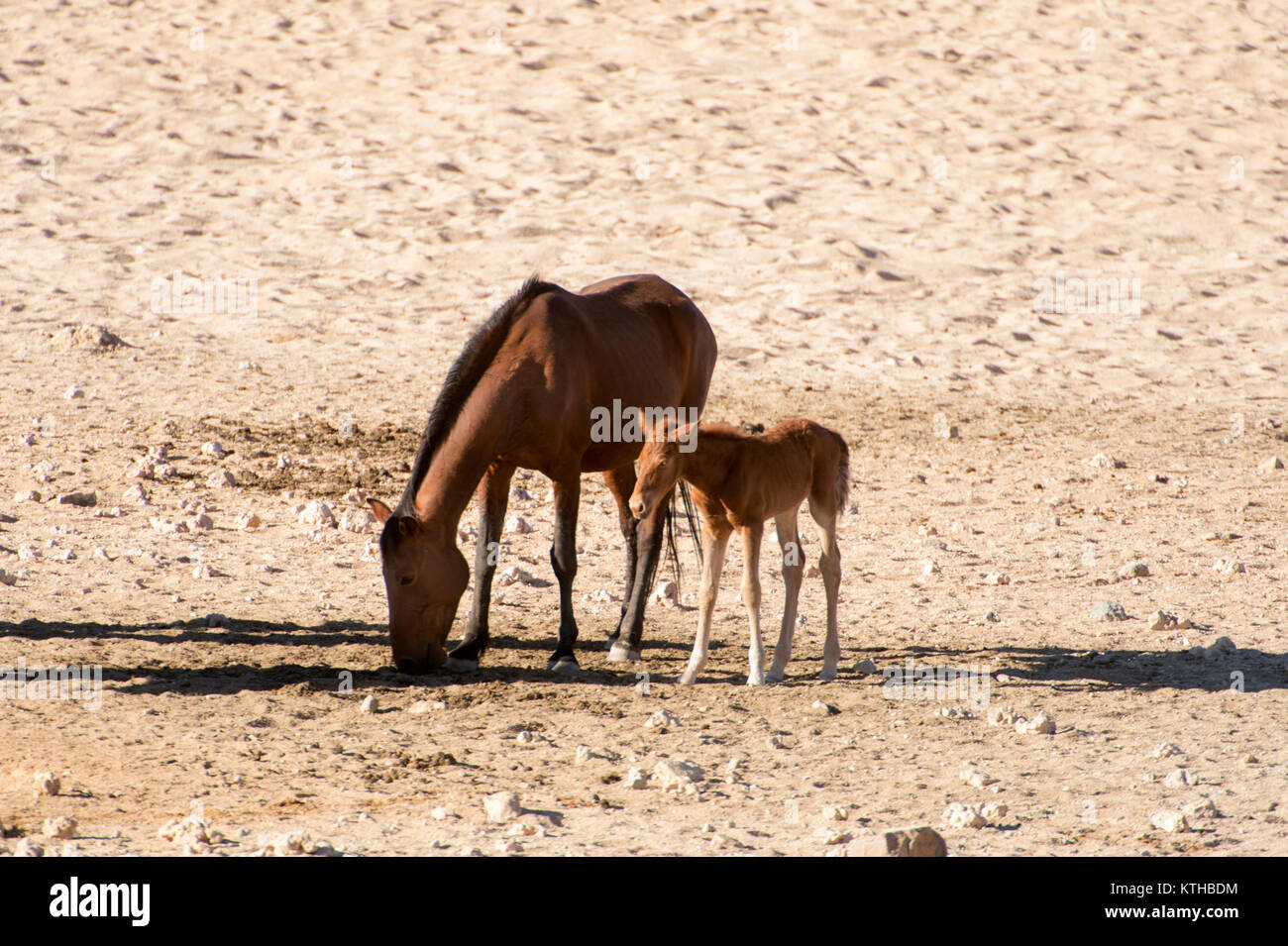 Wild horses of the Garub in Namibia; a small herd of feral horses surviving in the harsh desert around Garub where they rely on an artificial watehole Stock Photo