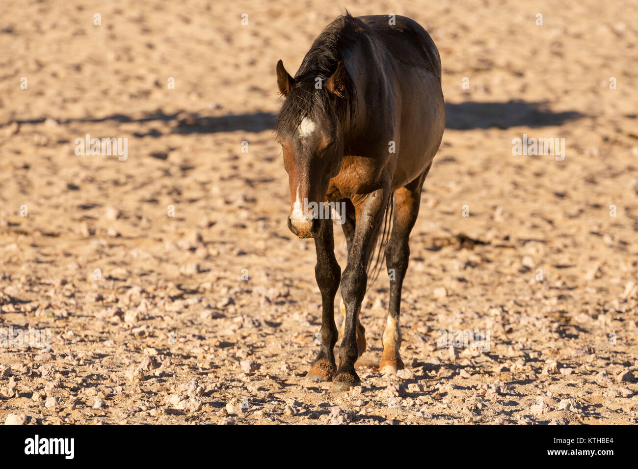 Wild horses of the Garub in Namibia; a small herd of feral horses surviving in the harsh desert around Garub where they rely on an artificial watehole Stock Photo