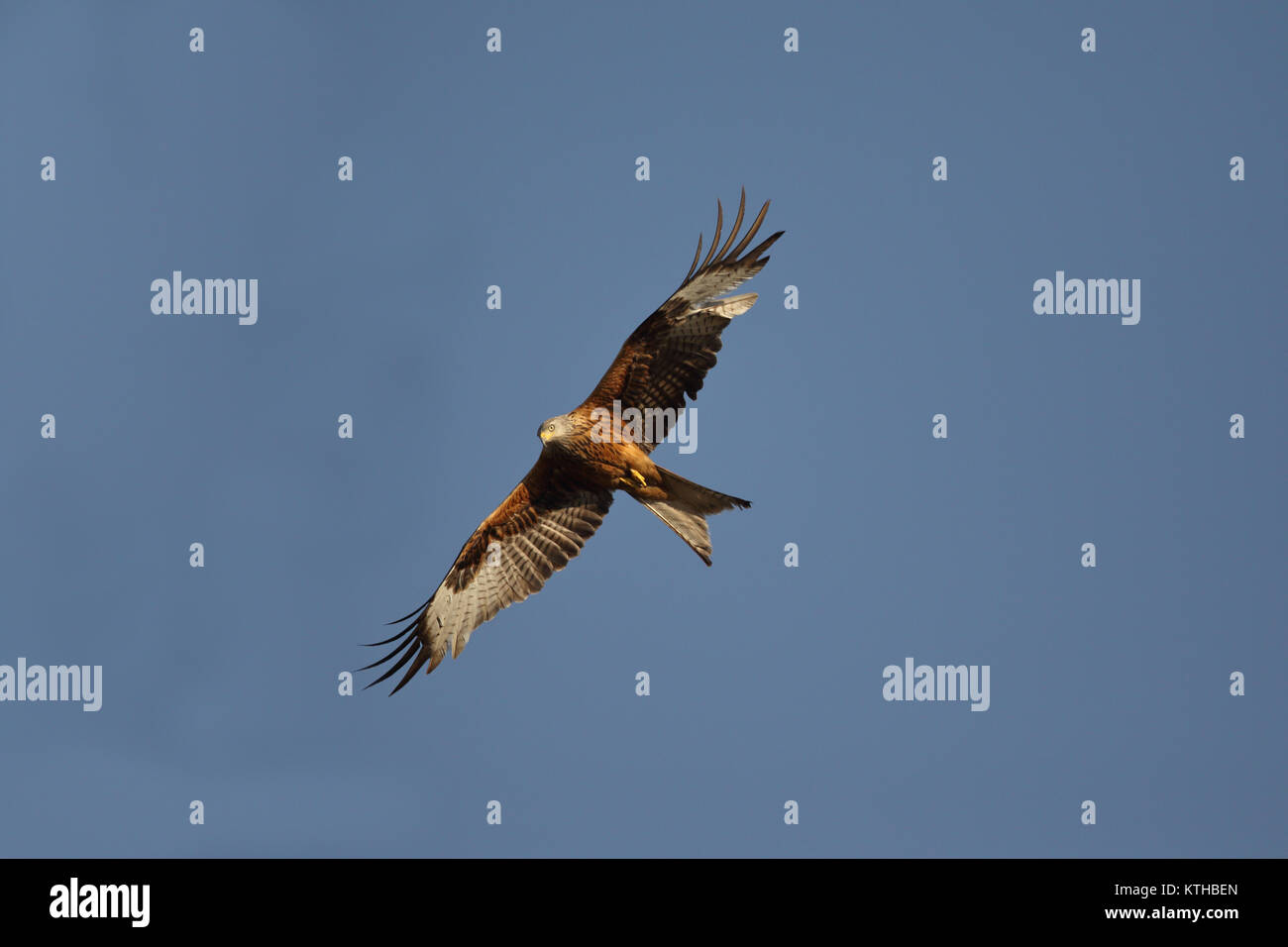 red-kite-summer-migration-stock-photo-alamy