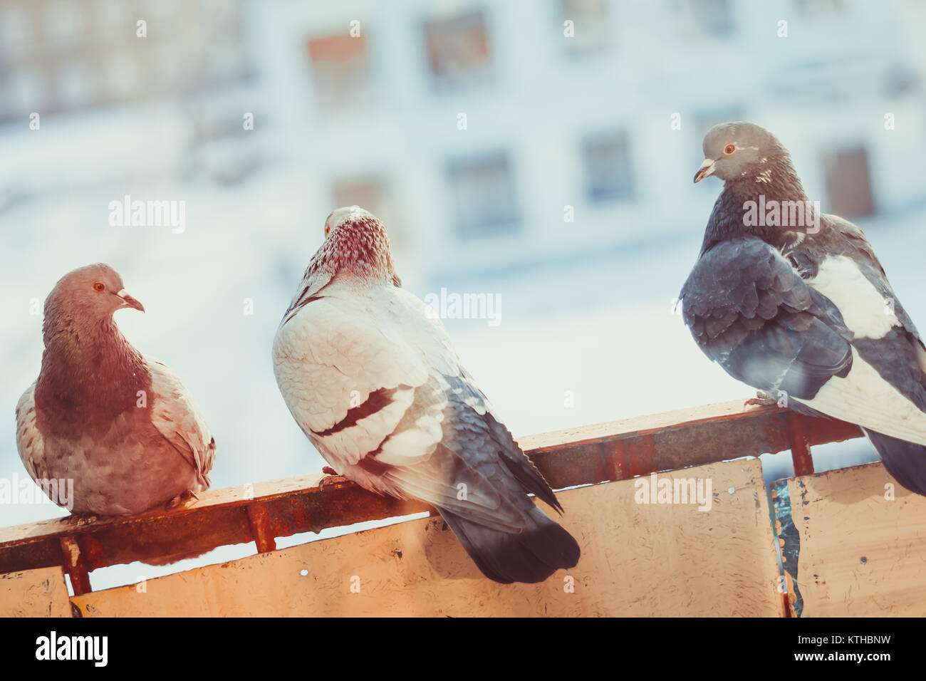Curious fat pigeon looking at the window Stock Photo Alamy