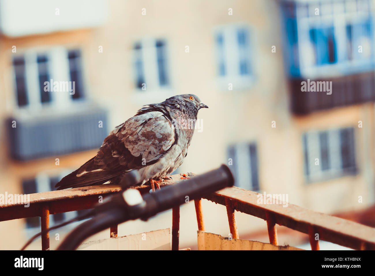 Curious fat pigeon looking at the window Stock Photo Alamy