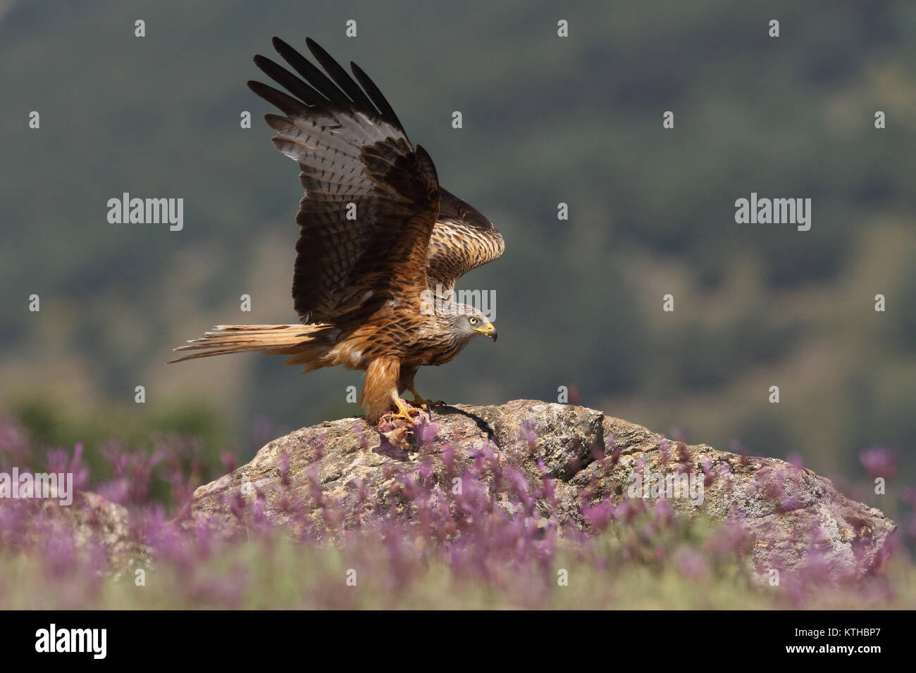 Red Kite Summer Migration Stock Photo Alamy red-kite-summer-migration-stock-photo-alamy