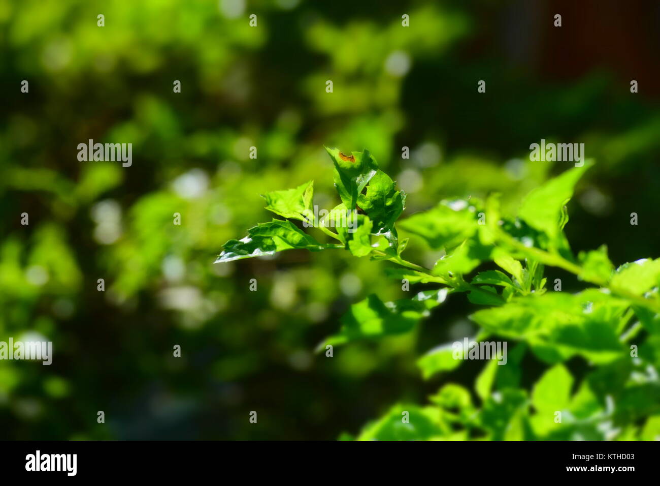 Green leaf has eaten insects. Stock Photo