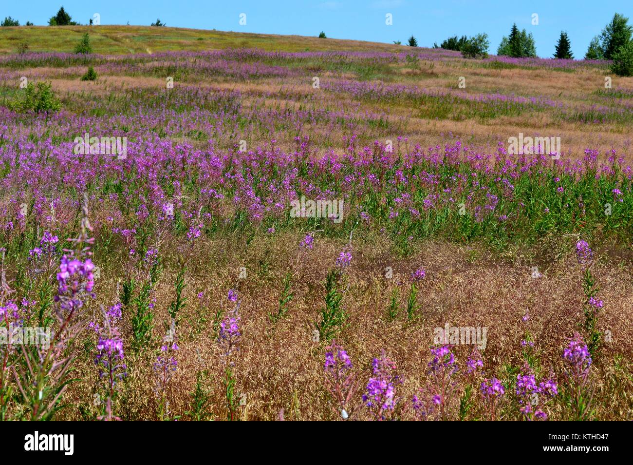 flowers in the meadow Stock Photo - Alamy
