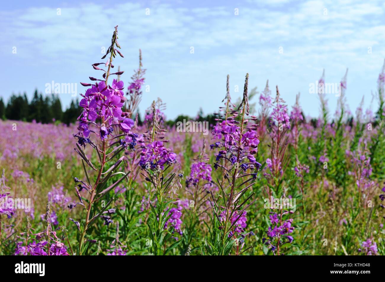 flowers in the meadow Stock Photo - Alamy
