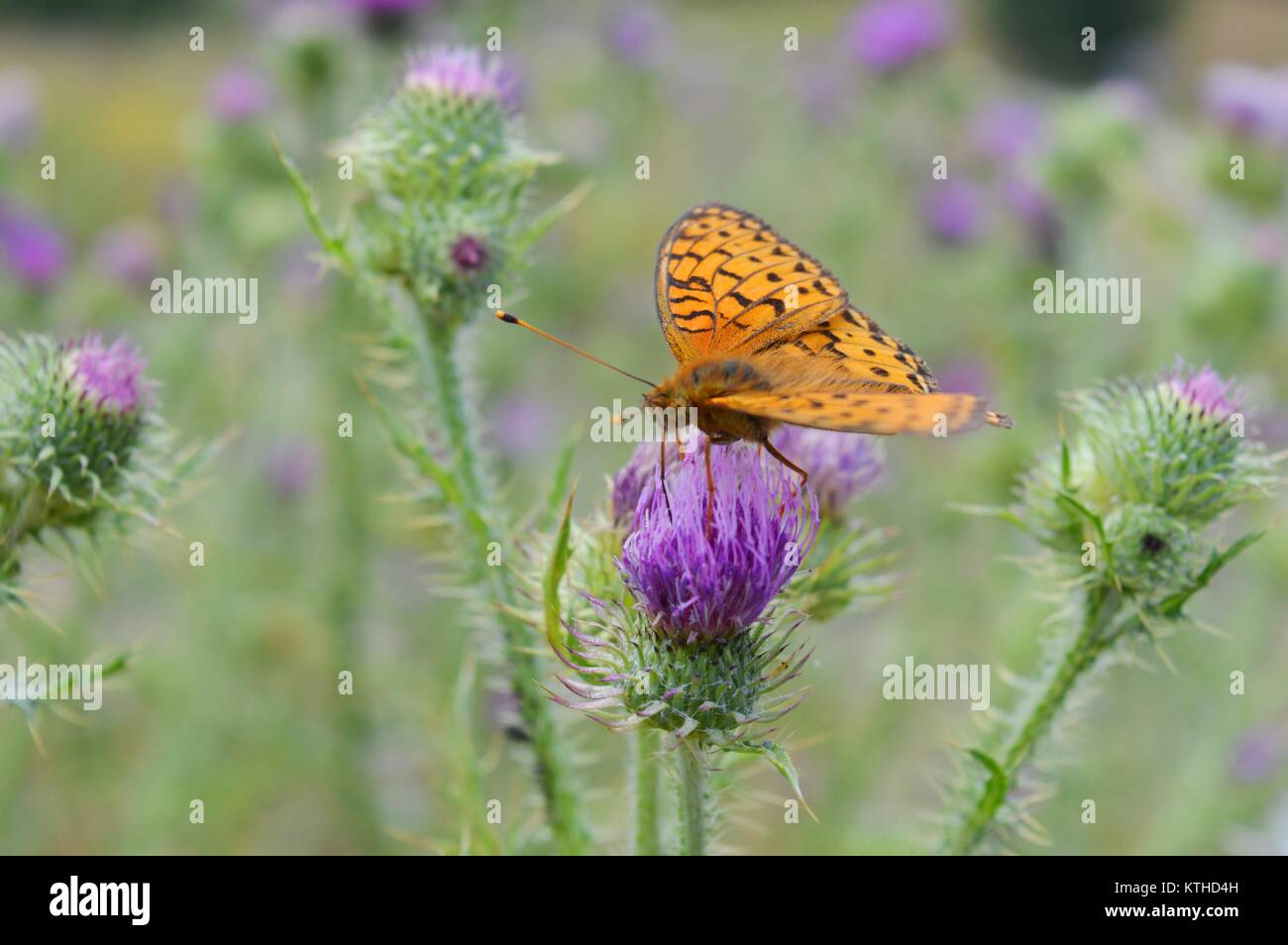 butterfly on purple flower Stock Photo - Alamy