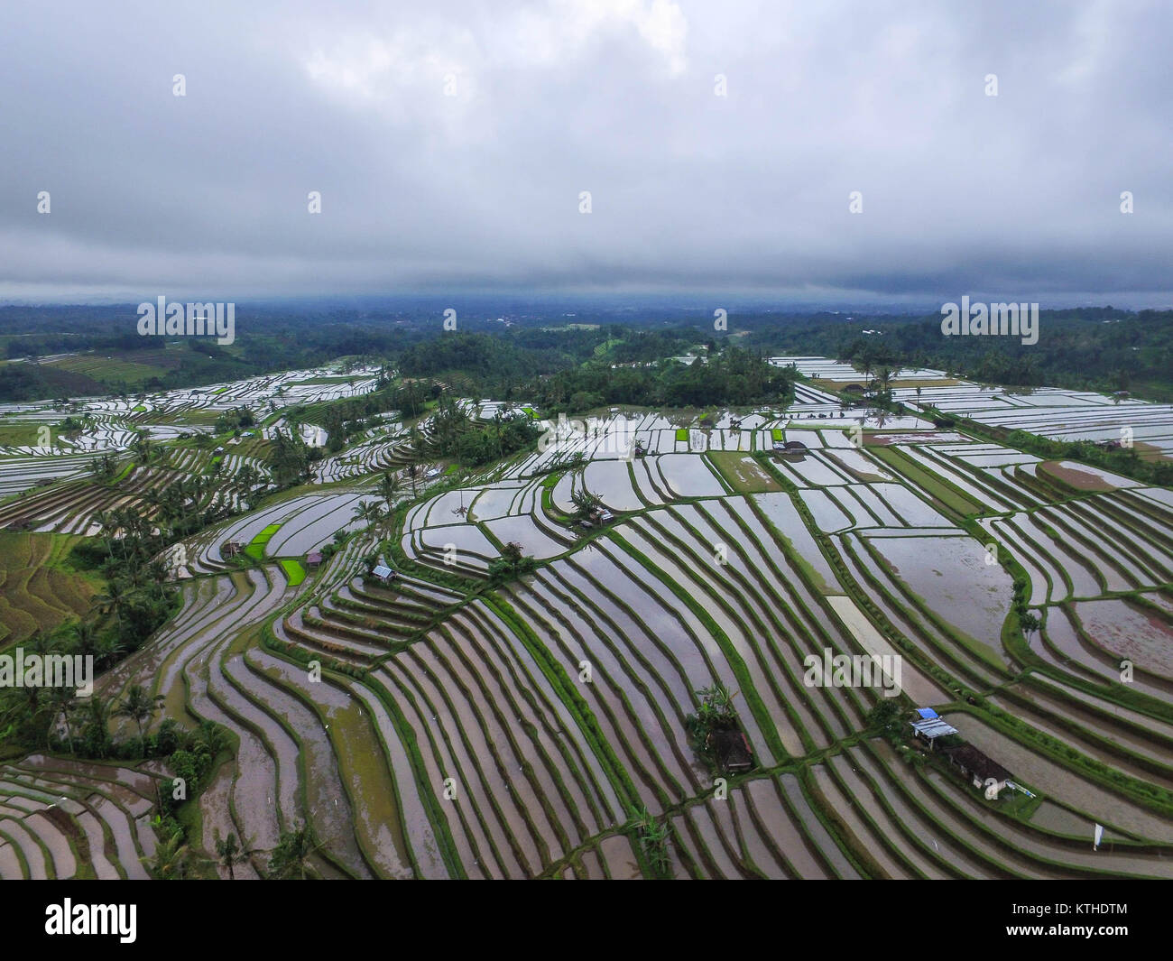 Jatiluwih rice terrace during planting season. The rice field are ready to be planted with rice seeds and usually happen in wet season. Stock Photo