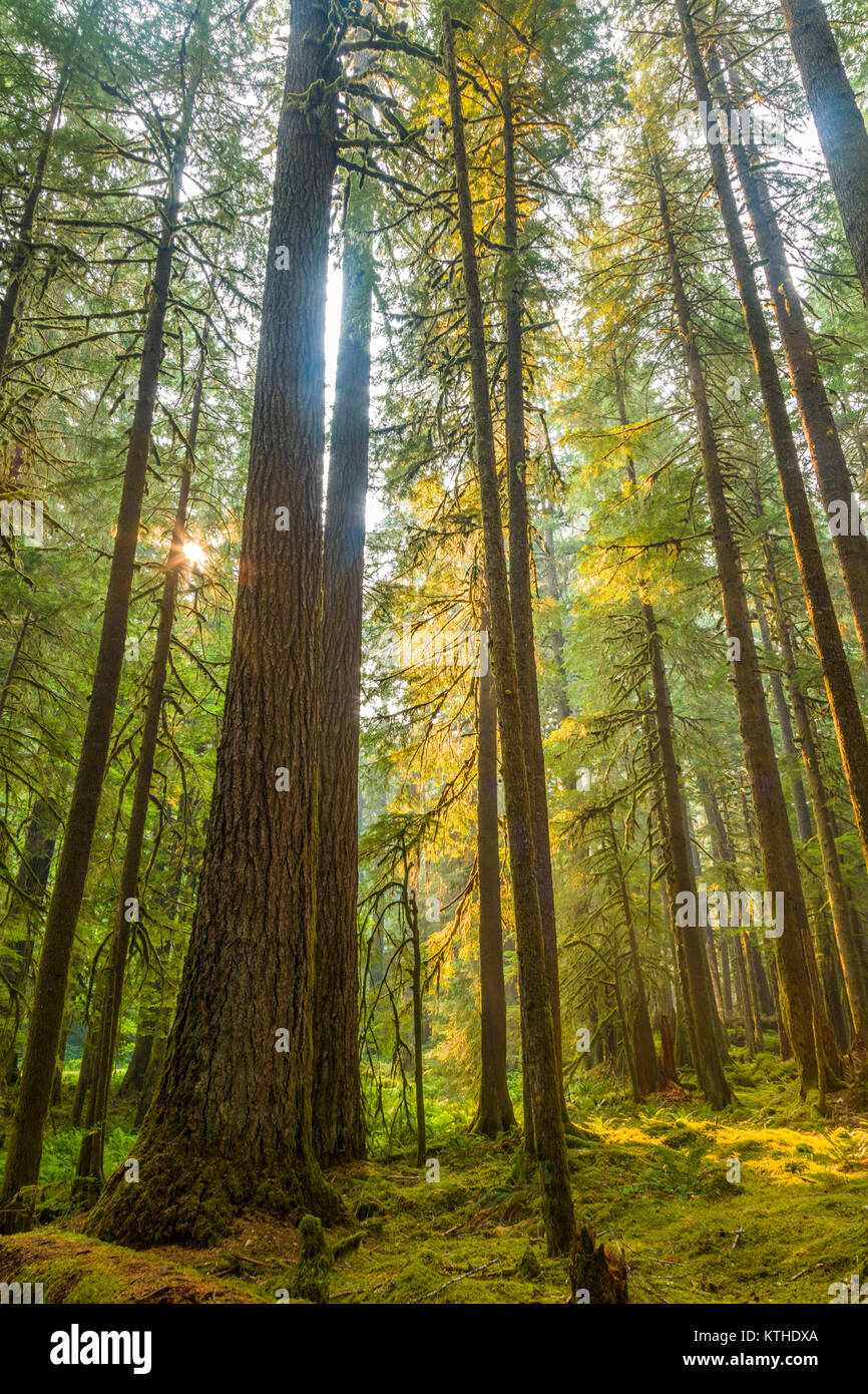 Ancient Groves Nature Trail though old growth forest in the Sol Duc section of Olympic National Park in Washington, United States Stock Photo