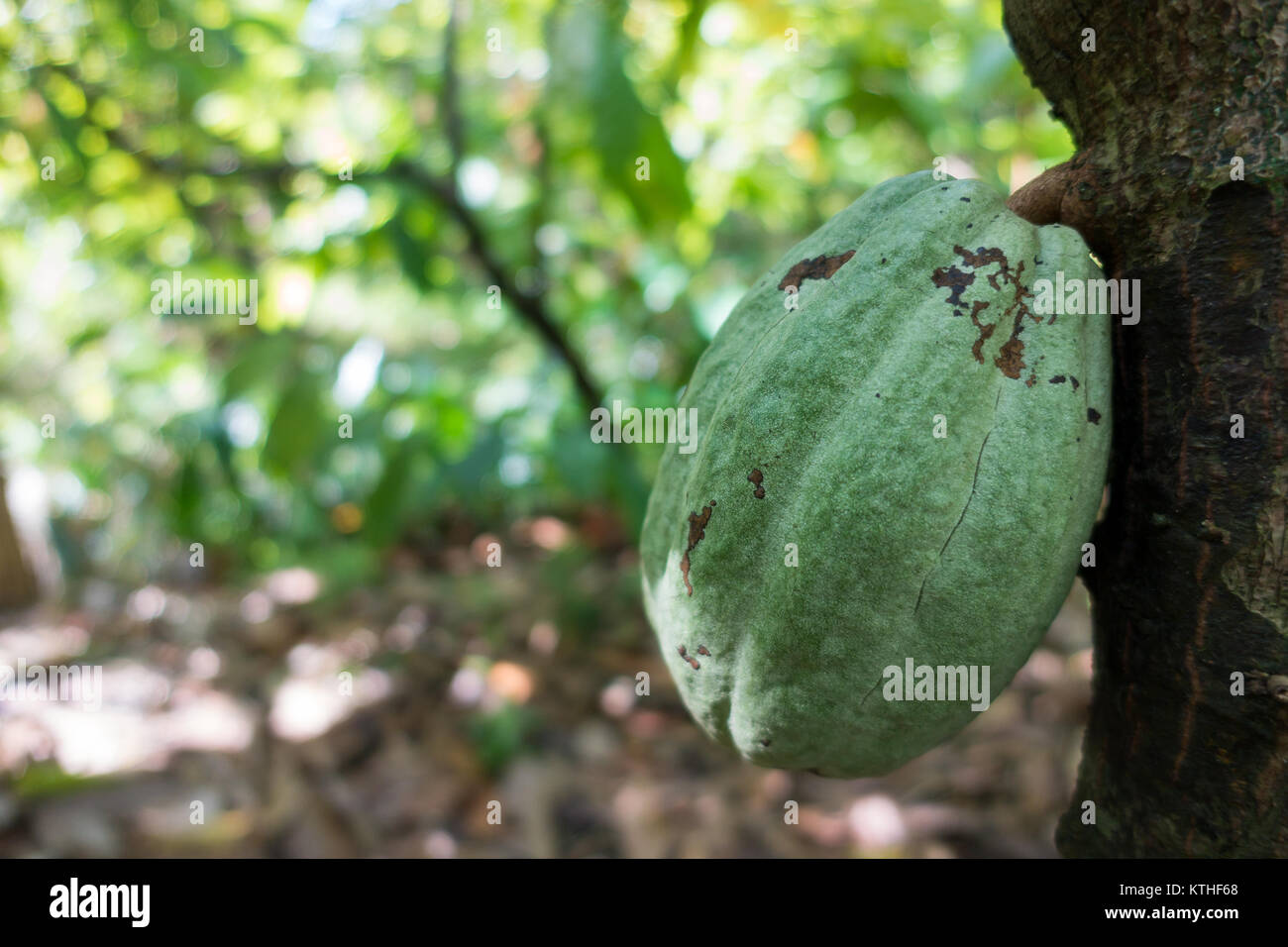 Close up of yellow-orange cacao cocoa fruit or pod in the sunny day on Theobroma cacao tree. Theobroma cacao also called the cacao tree and the cocoa Stock Photo