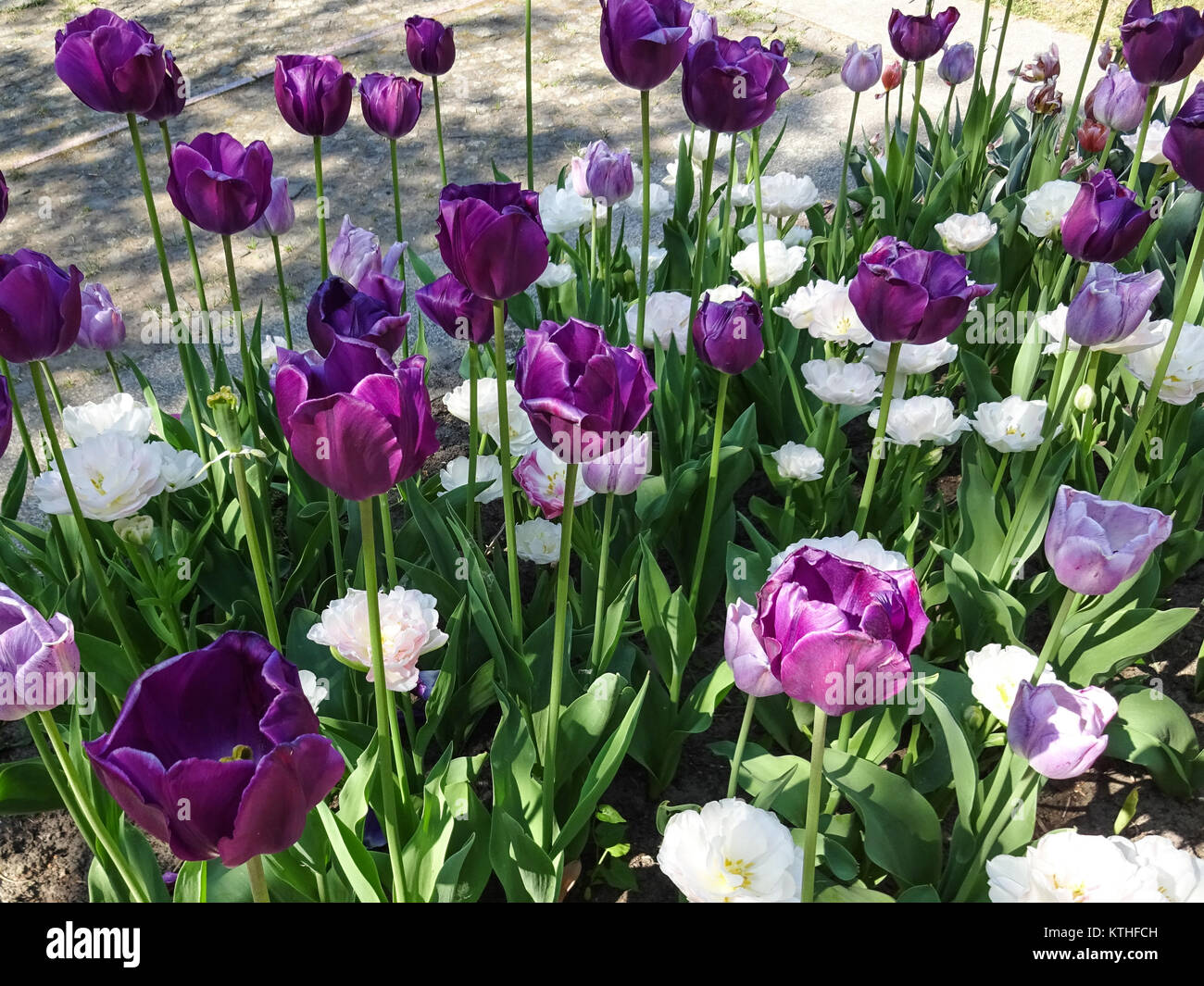 purple tulips, white tulip flowers in garden - Stock Photo