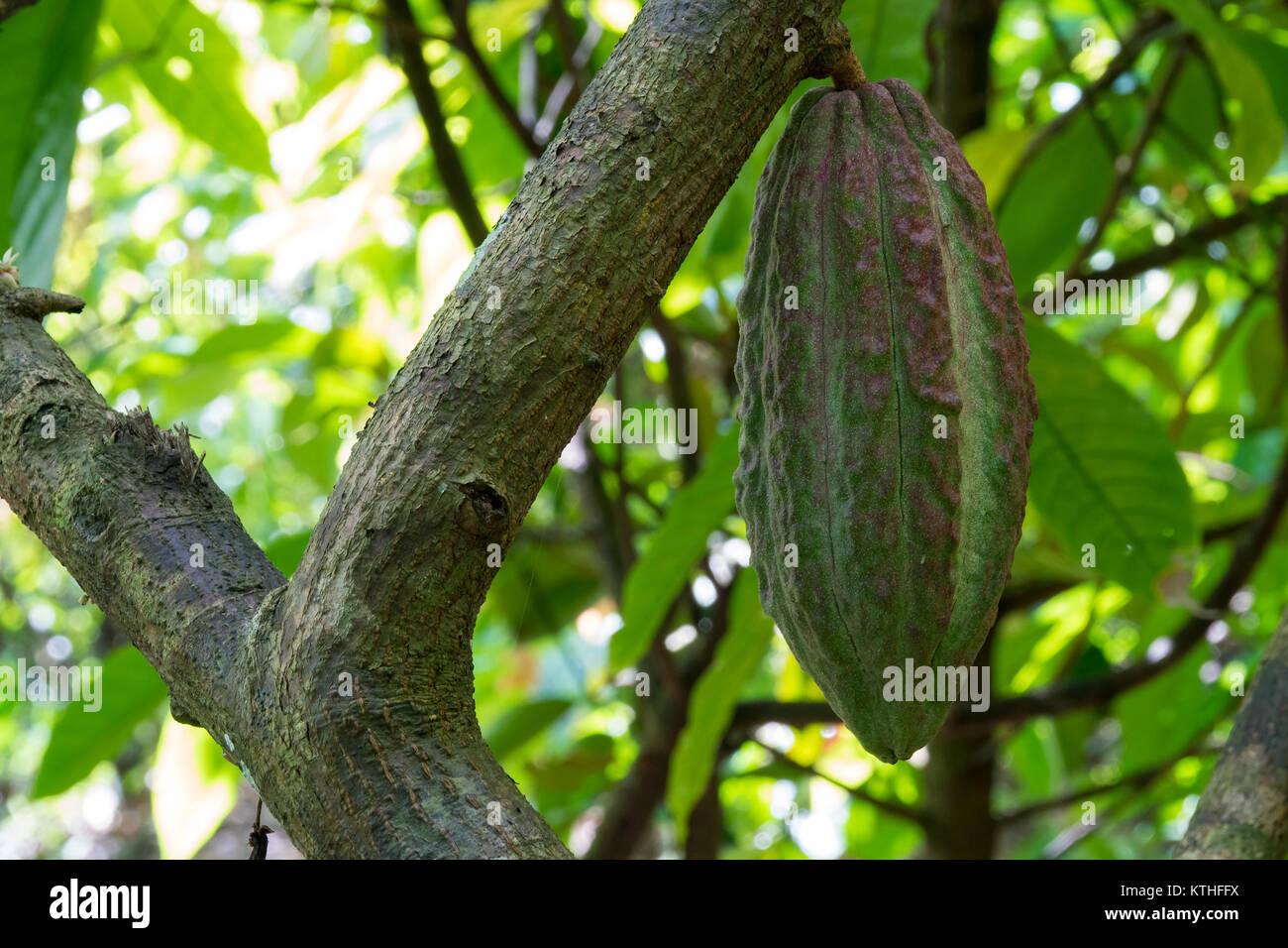 Close up of yellow-orange cacao cocoa fruit or pod in the sunny day on Theobroma cacao tree. Theobroma cacao also called the cacao tree and the cocoa Stock Photo