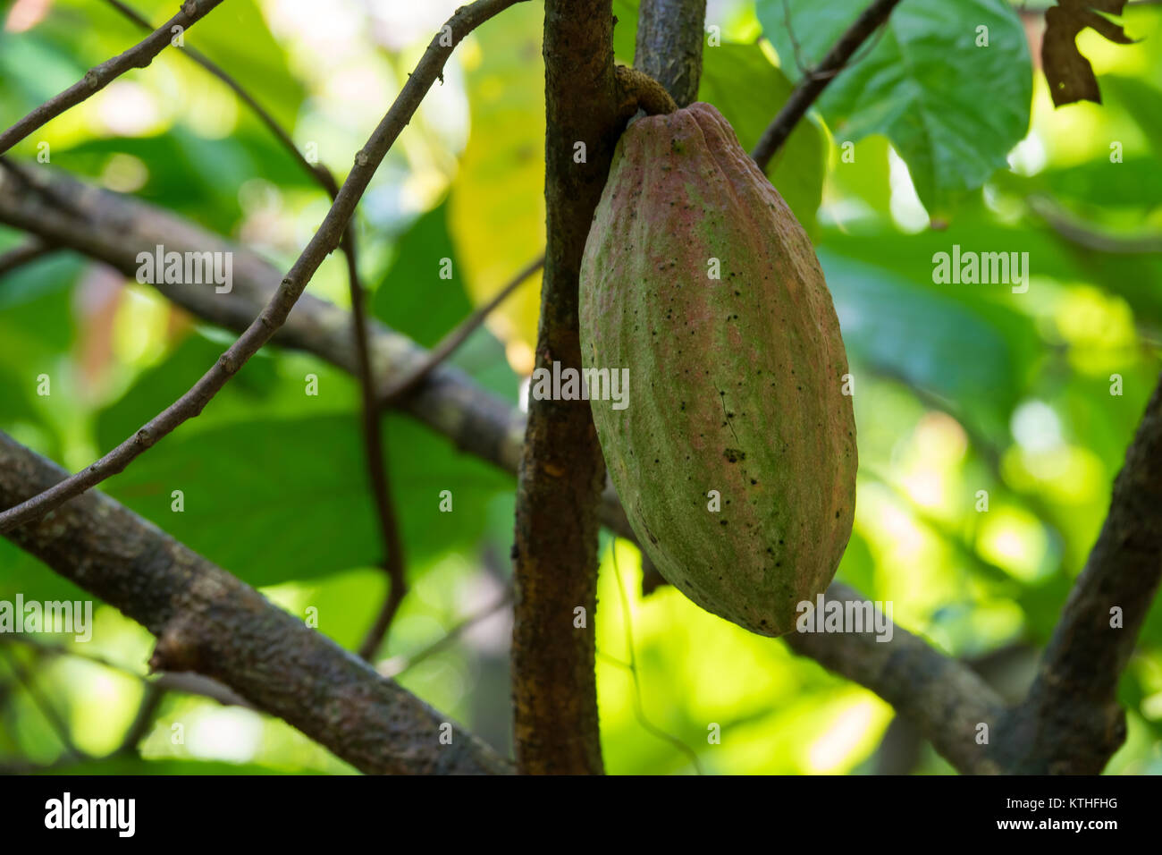 Close up of yellow-orange cacao cocoa fruit or pod in the sunny day on Theobroma cacao tree. Theobroma cacao also called the cacao tree and the cocoa Stock Photo