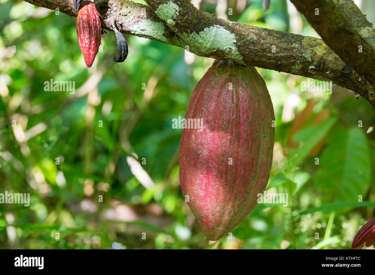 Close up of yelloworange cacao cocoa fruit or pod in the sunny day on Theobroma cacao tree