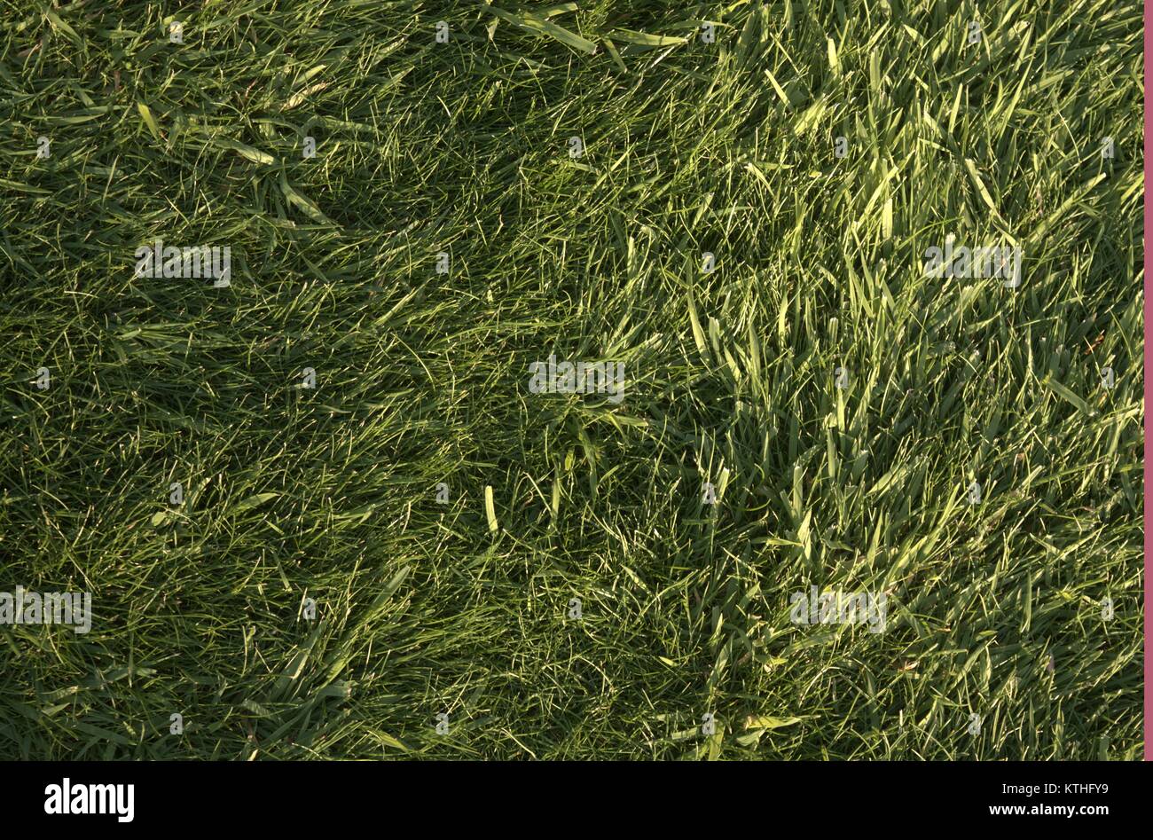 green grass background Stock Photo - Alamy