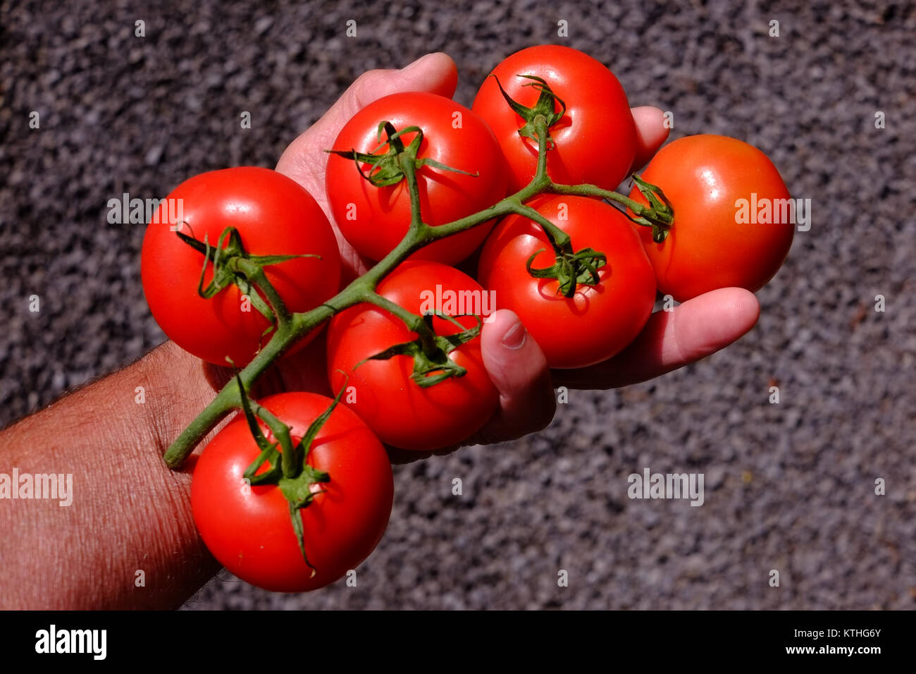 man has a bunch of tomatoes in his hand Stock Photo - Alamy