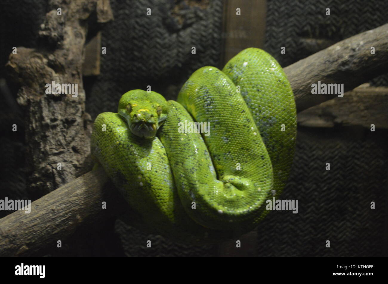 toxic smooth green snake curled up on branch. Stock Photo