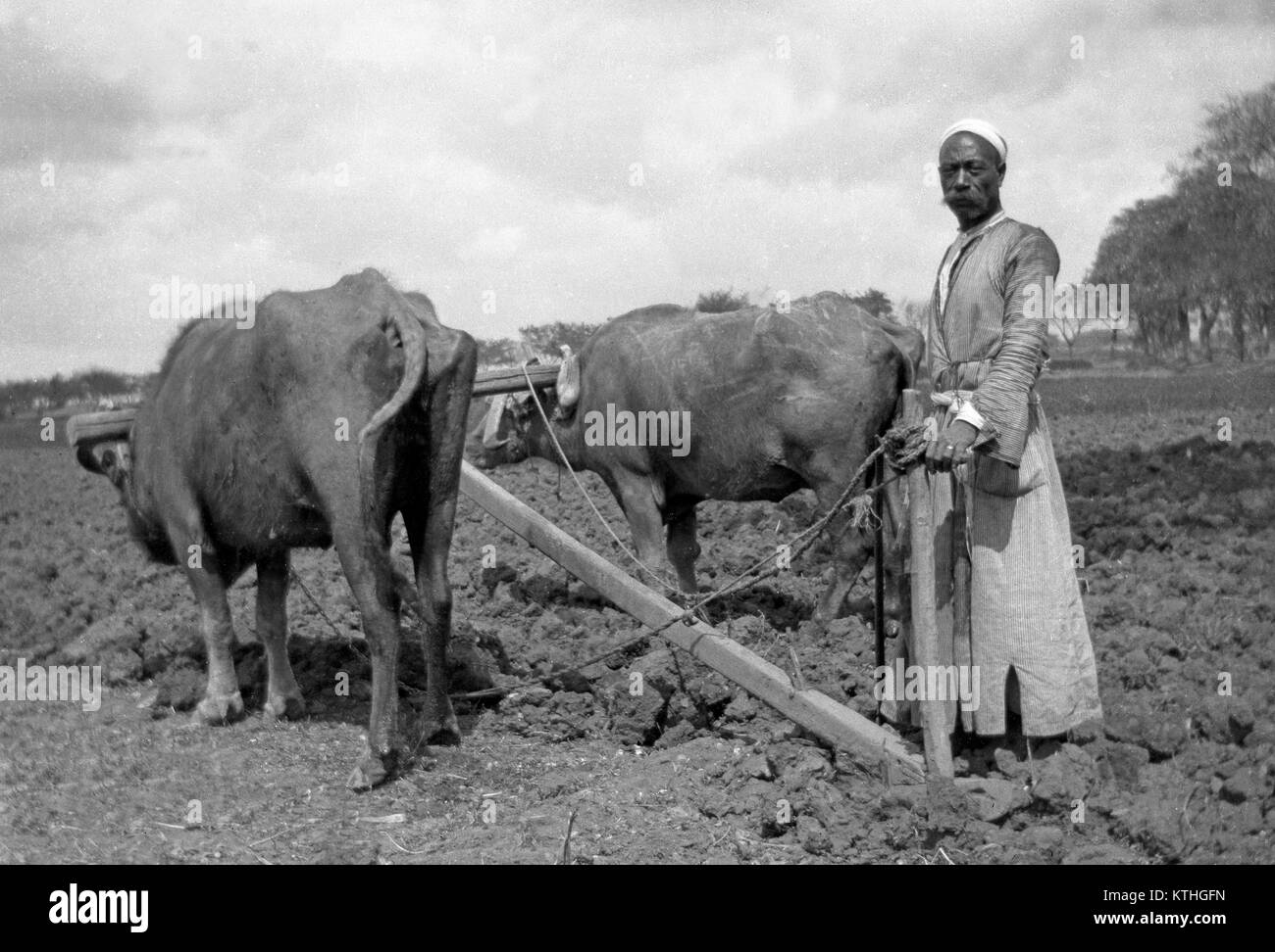 Chinese farmer with cattle ploughing field, New Zealand, probably early 1900s Stock Photo