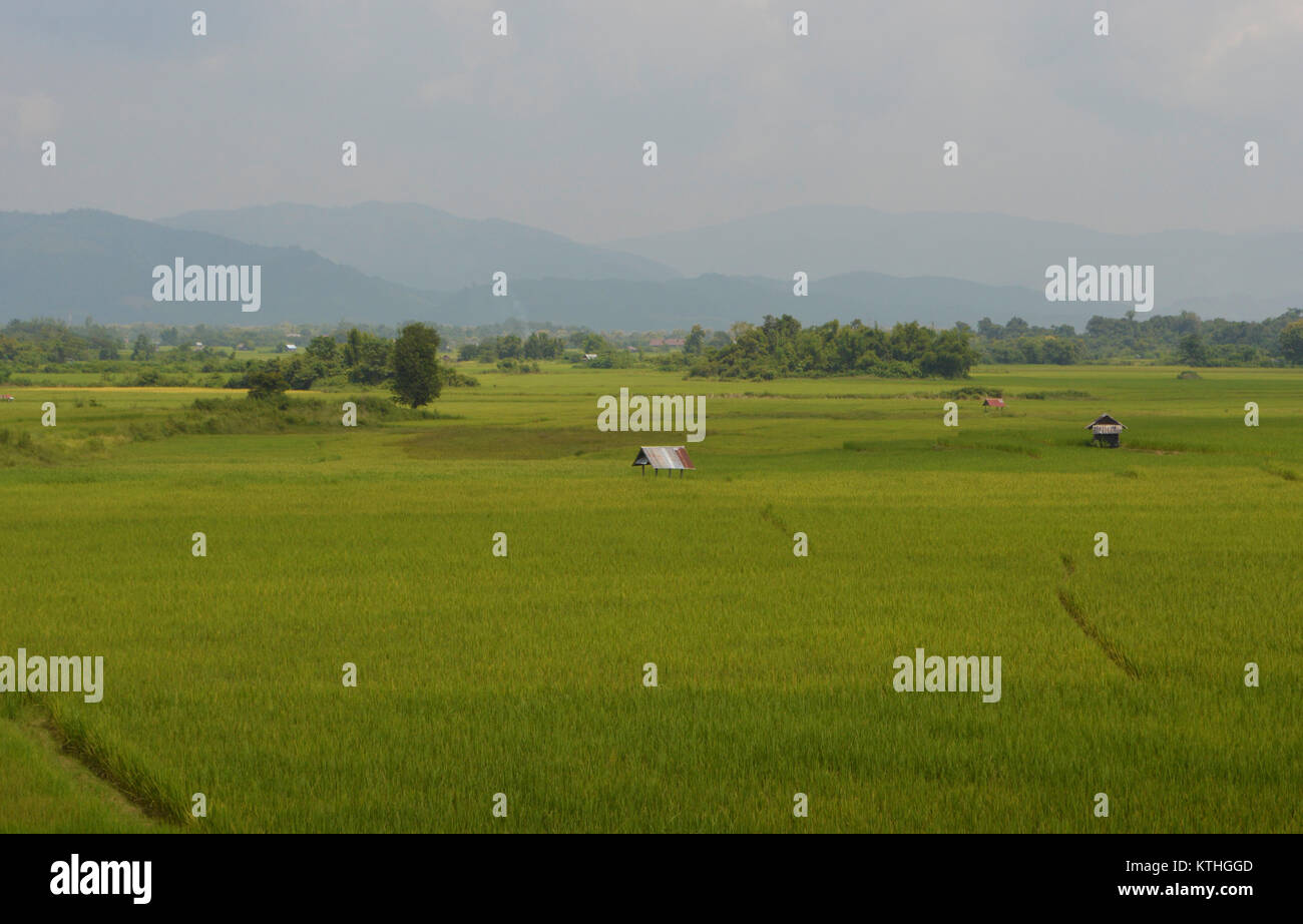 Rice field with small house for shade in Laos - Asia Stock Photo