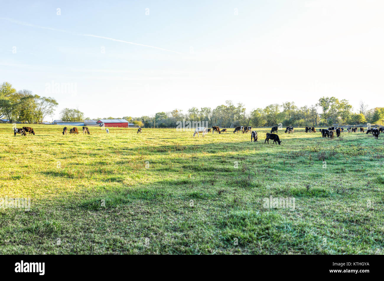 Many cows grazing on pasture dairy farm with green grass during sunset ...