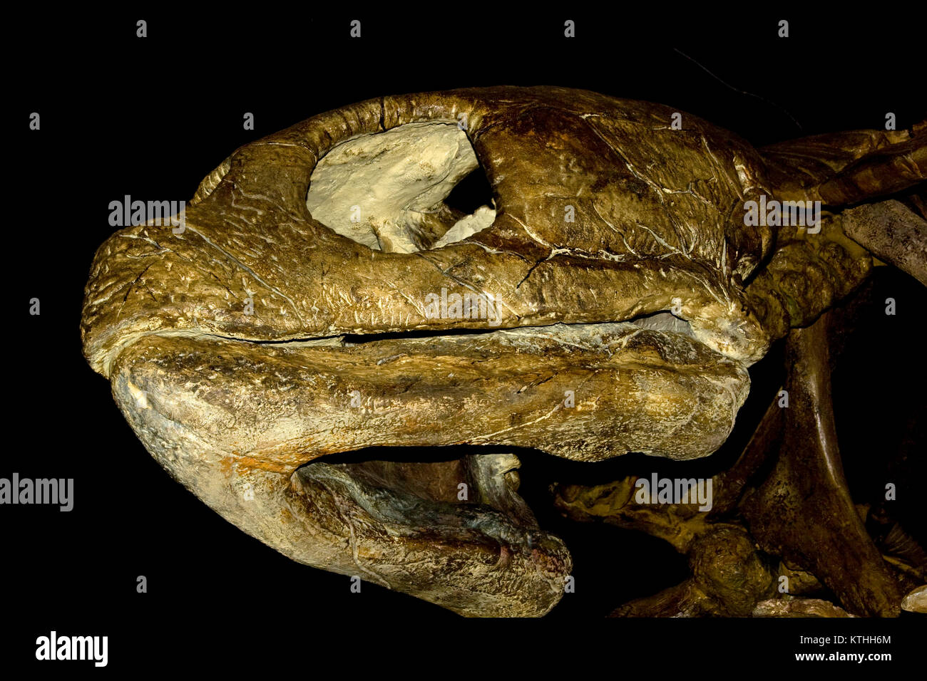 Fossil turtle, Toxochelys, Late Cretaceous, 83 million years old, Kansas Stock Photo