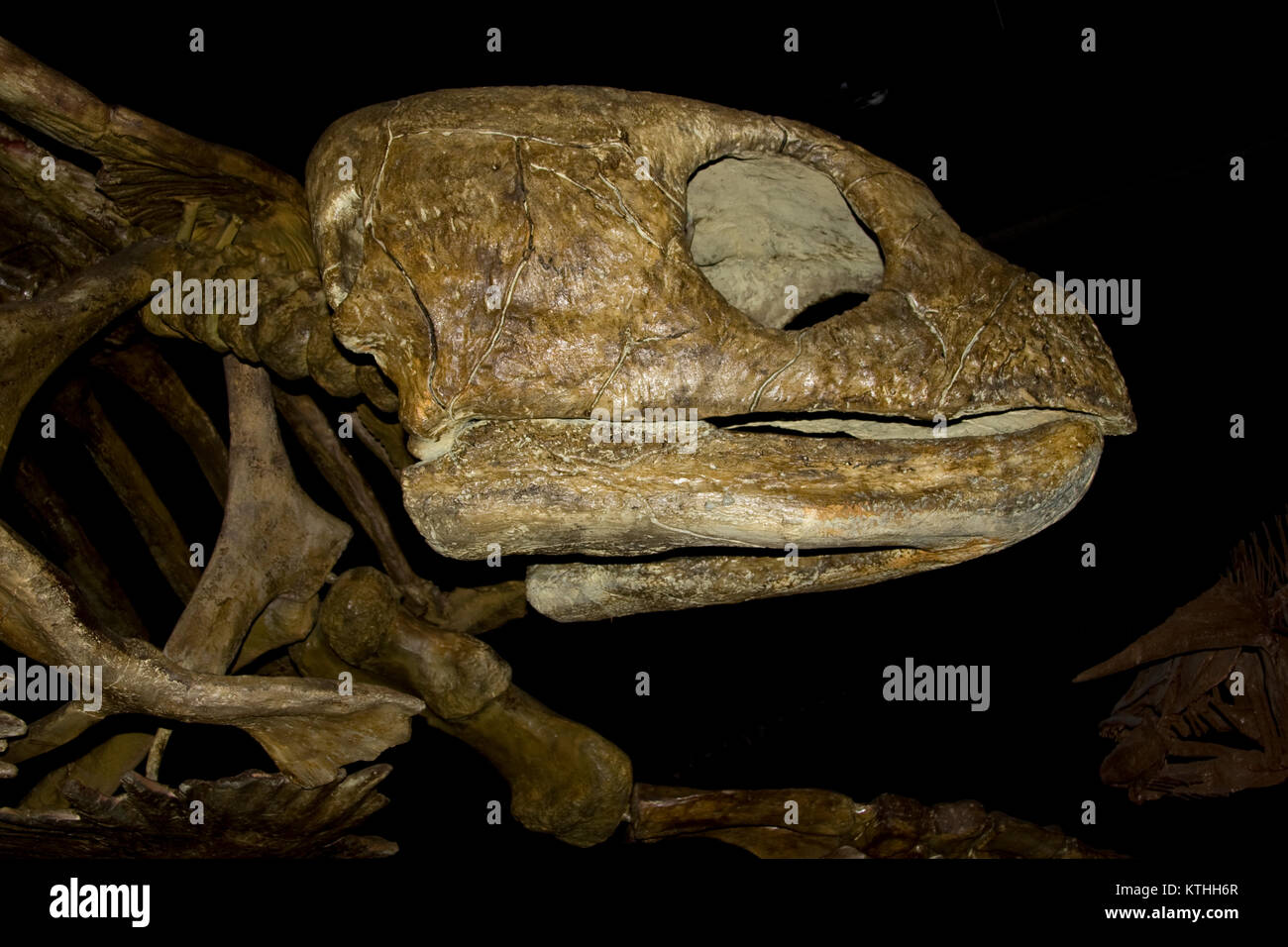 Fossil Turtle, Toxochelys, Late Cretaceous, 83 million years old, Kansas Stock Photo